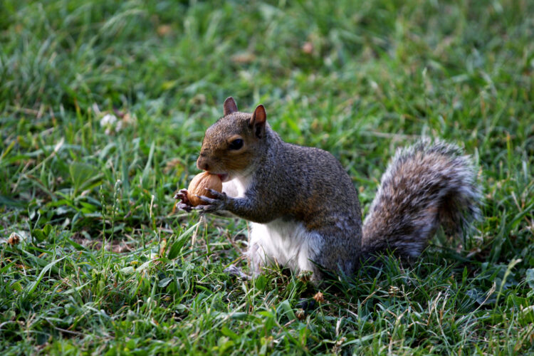A Fall Field Guide: Foraging for Nuts